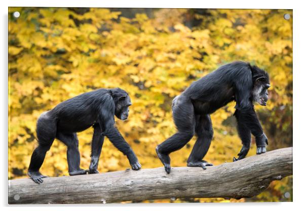 Chimpanzee Pair III Acrylic by Abeselom Zerit