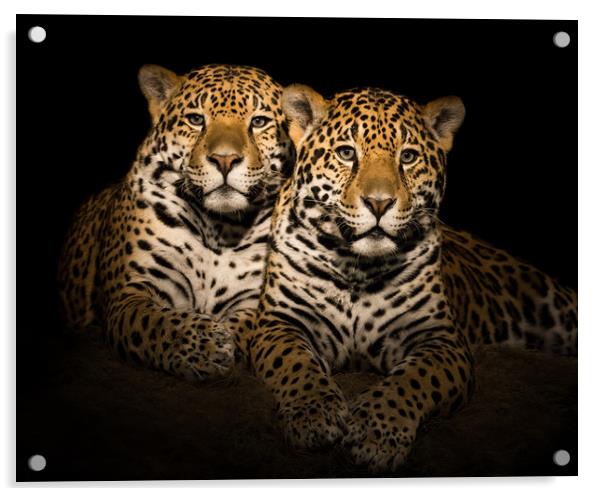 Jaguar Pair V Acrylic by Abeselom Zerit