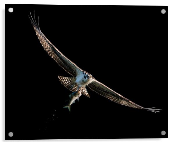 Osprey Catch VIII Acrylic by Abeselom Zerit