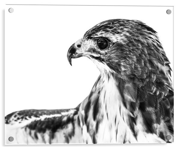 Red-Tailed Hawk II Acrylic by Abeselom Zerit
