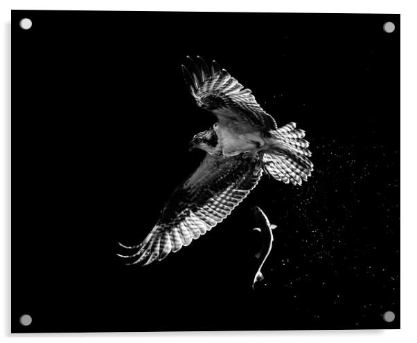 Osprey Catch and Release Acrylic by Abeselom Zerit