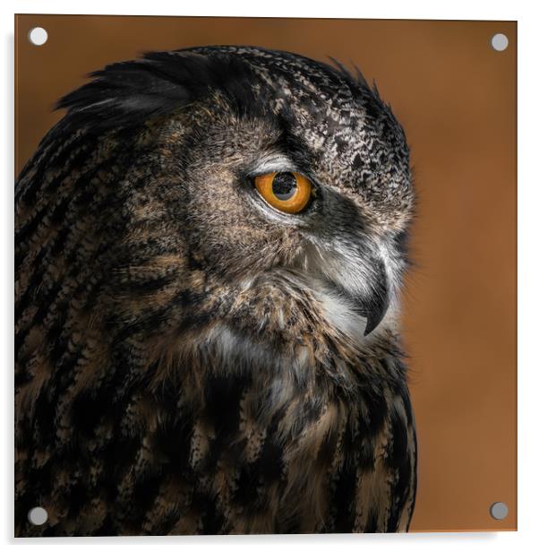 Eurasian Eagle Owl VI Acrylic by Abeselom Zerit