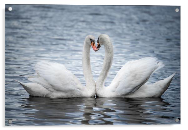 Courting Mute Swans Acrylic by Abeselom Zerit