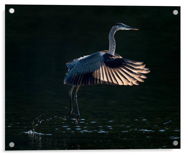 Great Blue Heron in Flight V Acrylic by Abeselom Zerit
