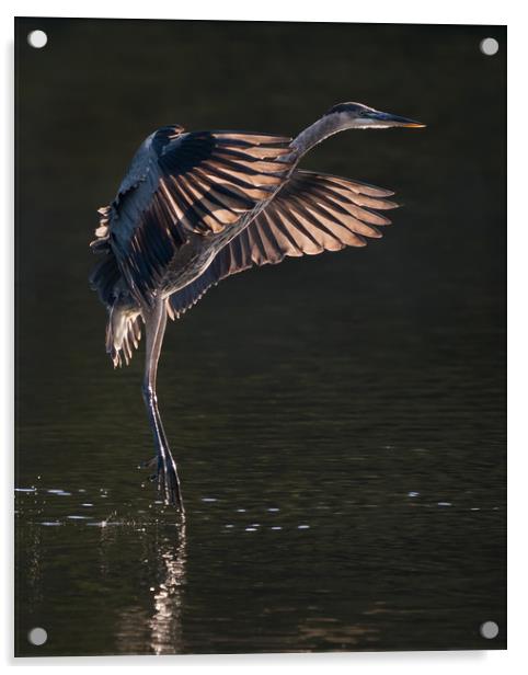 Great Blue Heron in Flight IX Acrylic by Abeselom Zerit