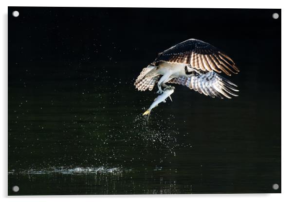 Osprey in Flight With Catch VIII Acrylic by Abeselom Zerit