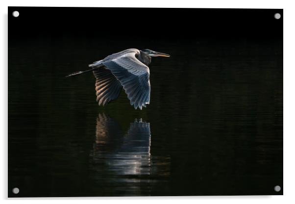 Great Blue Heron in Flight VIII Acrylic by Abeselom Zerit