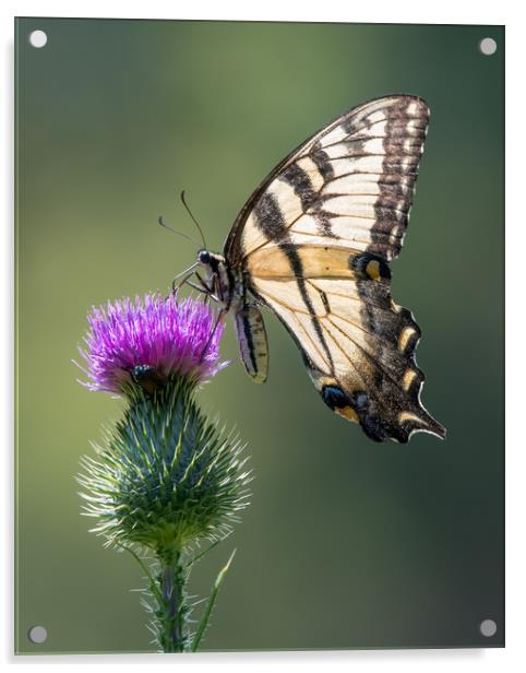 Tiger Swallowtail on Purple Thistle Acrylic by Abeselom Zerit