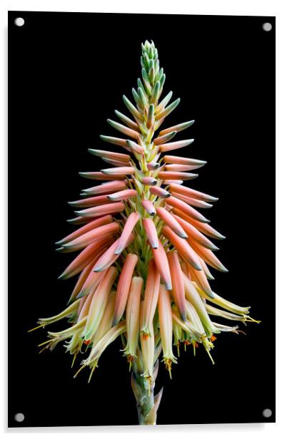 Cactus Bloom Acrylic by Abeselom Zerit