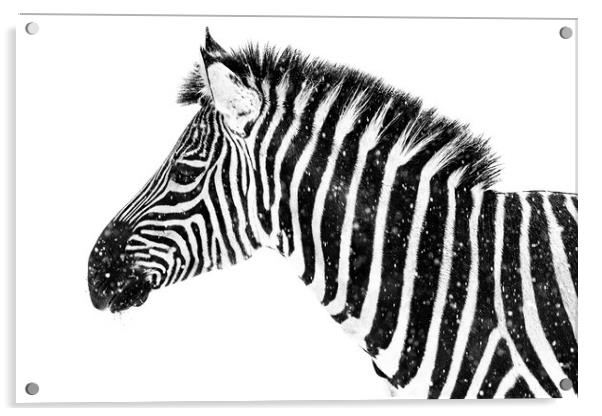 Zebra in Snow VII Acrylic by Abeselom Zerit