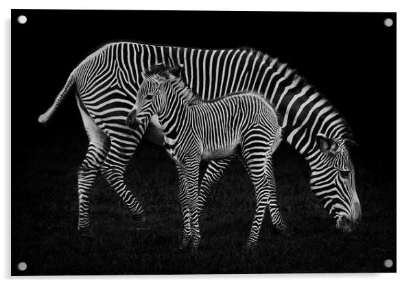 Baby Zebra and Mother Acrylic by Abeselom Zerit
