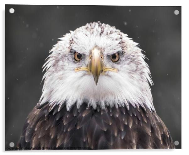Bald Eagle XIX Acrylic by Abeselom Zerit