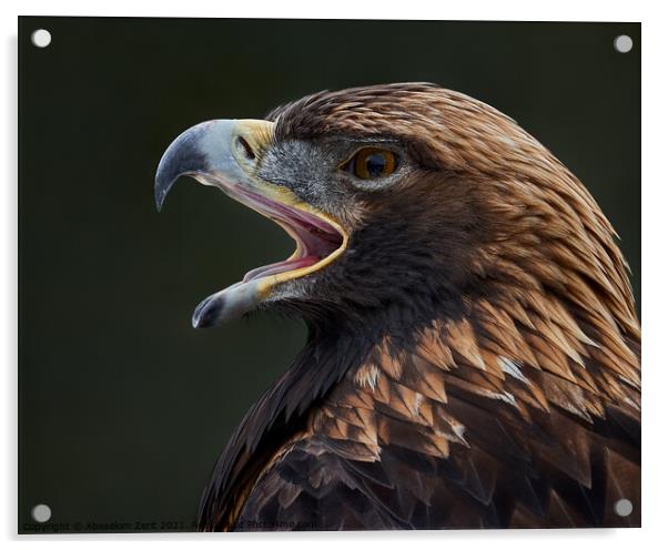 Golden Eagle III Acrylic by Abeselom Zerit