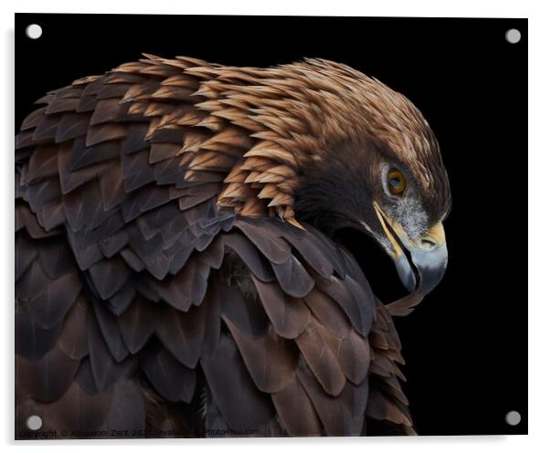 Golden Eagle IV Acrylic by Abeselom Zerit