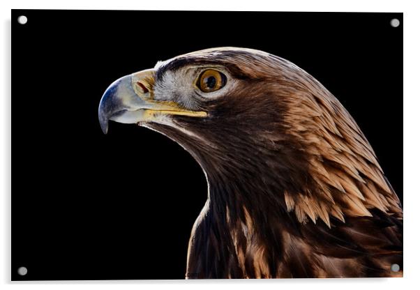 Golden Eagle Acrylic by Abeselom Zerit