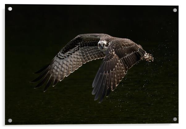 Osprey Flight XIV Acrylic by Abeselom Zerit