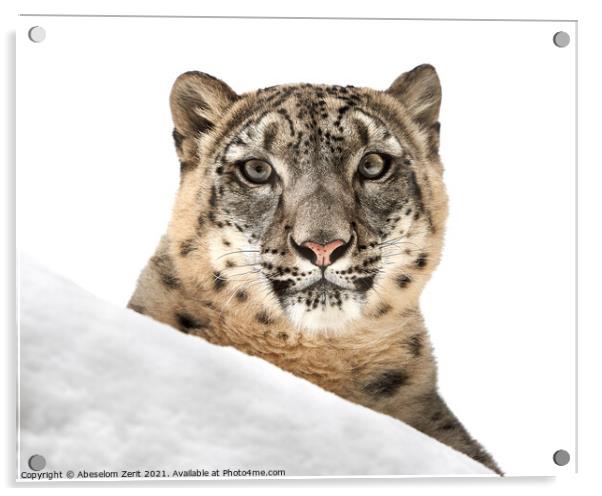 Resting Snow Leopard III Acrylic by Abeselom Zerit