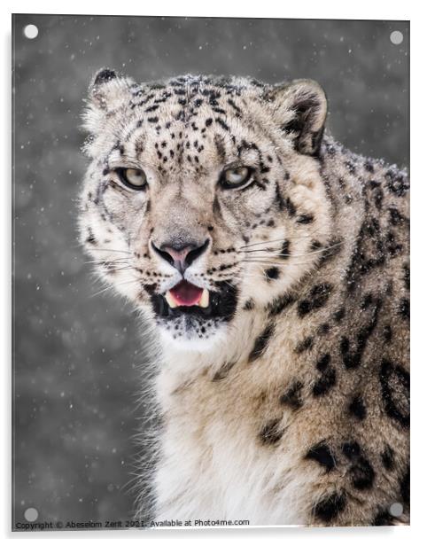Snow Leopard in Snow Storm VI Acrylic by Abeselom Zerit