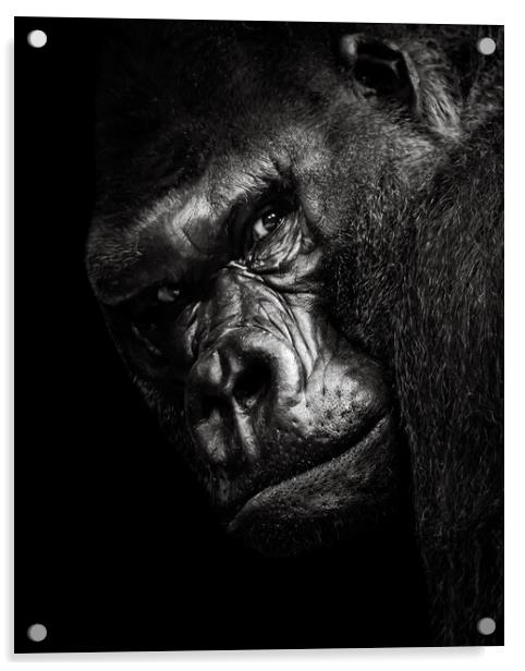 Western Lowland Gorilla BW Acrylic by Abeselom Zerit