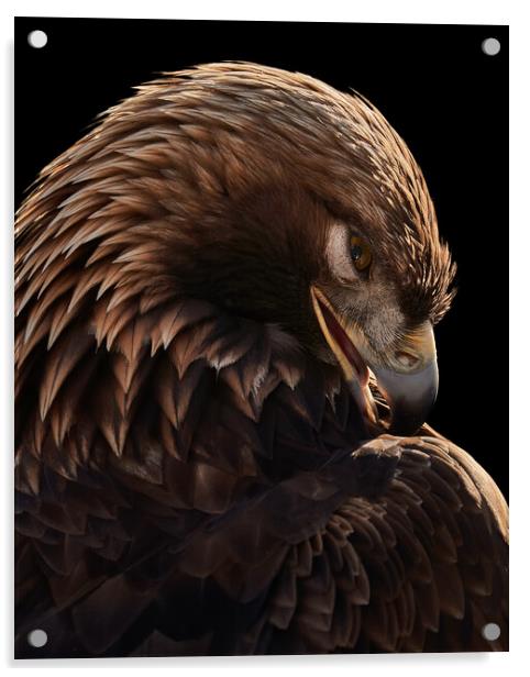 Golden Eagle VI Acrylic by Abeselom Zerit