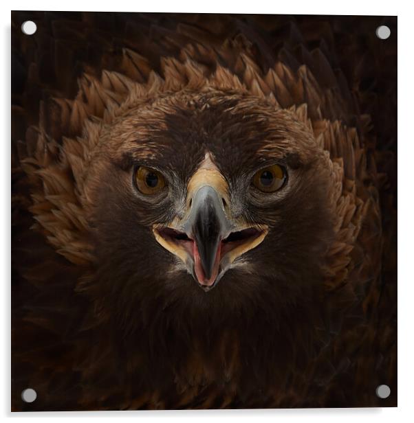 Golden Eagle V Acrylic by Abeselom Zerit