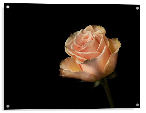 A Rose Acrylic by Kia lydia