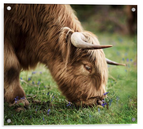 Highland Cow Acrylic by Kia lydia