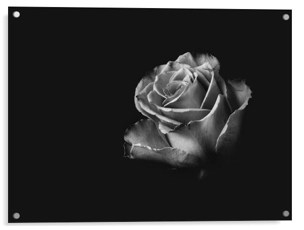 Black and White Rose Acrylic by Kia lydia