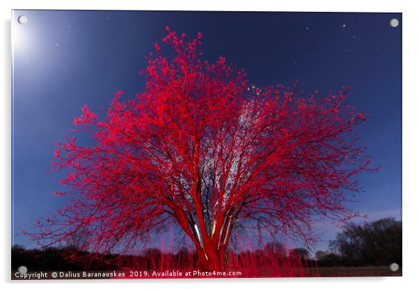 The Red tree Acrylic by Dalius Baranauskas