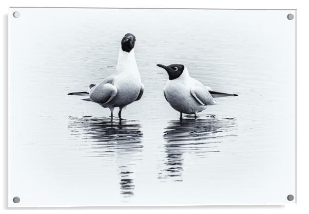 Black Headed Gulls Acrylic by David Jeffery