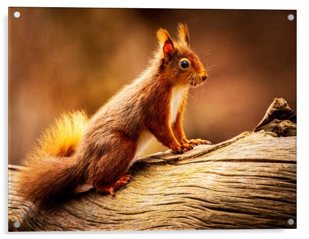 Red Squirrel Acrylic by David Jeffery