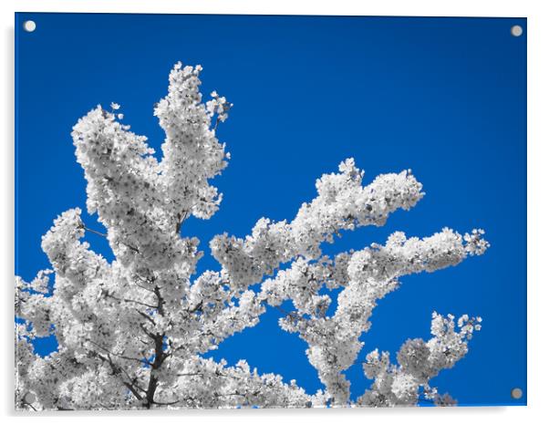 Blossom Acrylic by David Jeffery