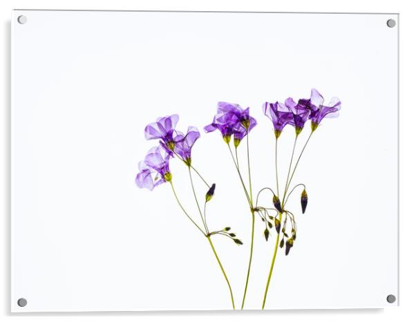 Dried Purple Flowers Acrylic by David Jeffery