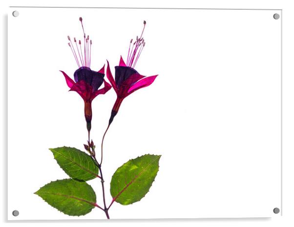 Fuchsia in Purple Acrylic by David Jeffery