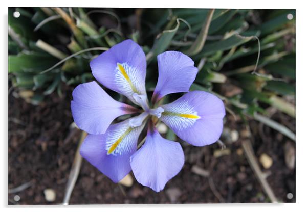 A Blue Iris Acrylic by mark philpott