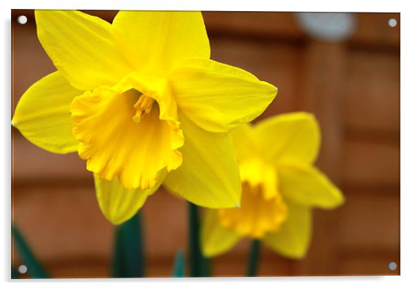  daffodil Acrylic by mark philpott