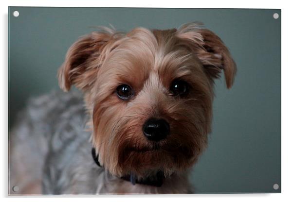  cute looking yorkie Acrylic by mark philpott