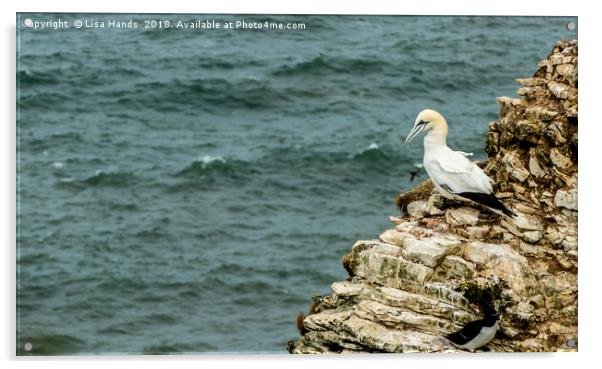 Gannet overlooking the ocean Acrylic by Lisa Hands