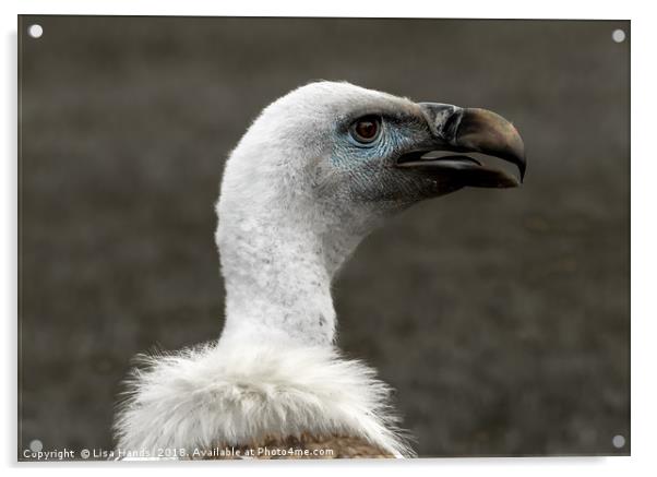 Eurasian Griffon Vulture Acrylic by Lisa Hands