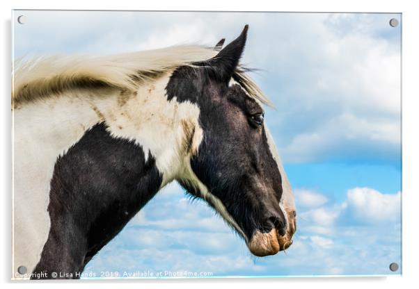 Piebald Horse Acrylic by Lisa Hands