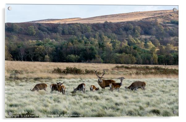 The Herd Acrylic by Lisa Hands