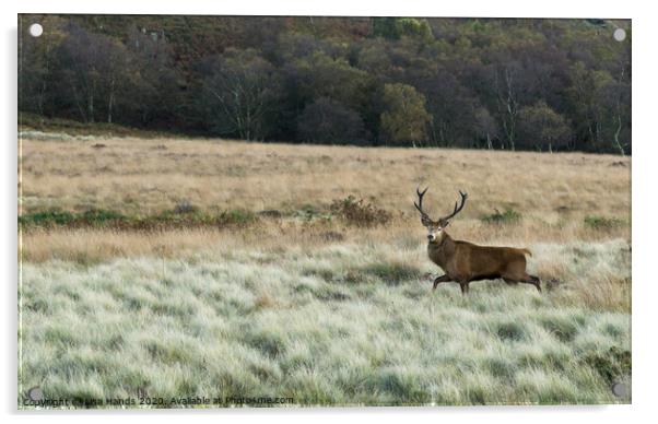 The Red Stag Acrylic by Lisa Hands