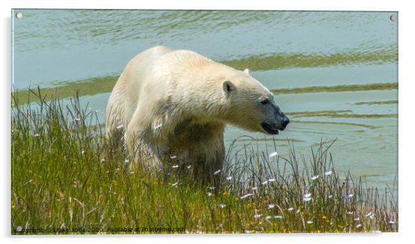 Polar Bear Acrylic by Lisa Hands