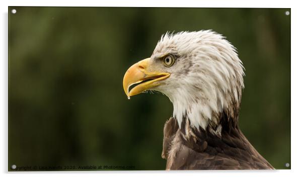 Portrait of a Bald Eagle Acrylic by Lisa Hands