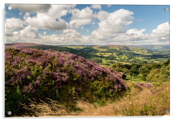 Heather overlooking Hathersage Acrylic by Lisa Hands