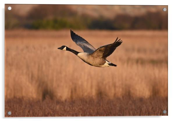 Canada Goose In Flight Acrylic by Pam Parsons