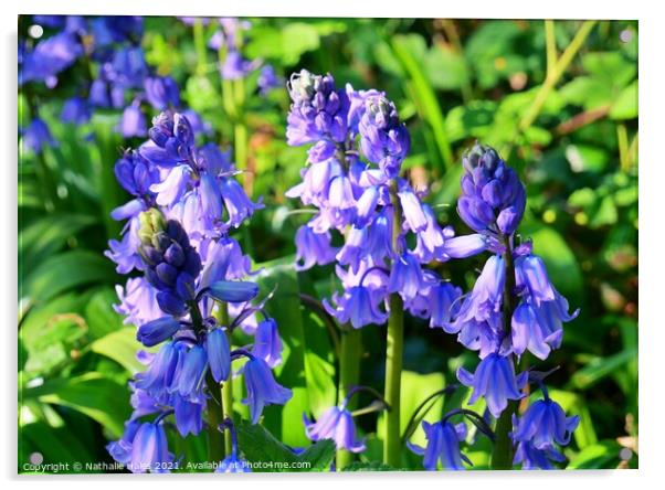 Bluebells in London Acrylic by Nathalie Hales