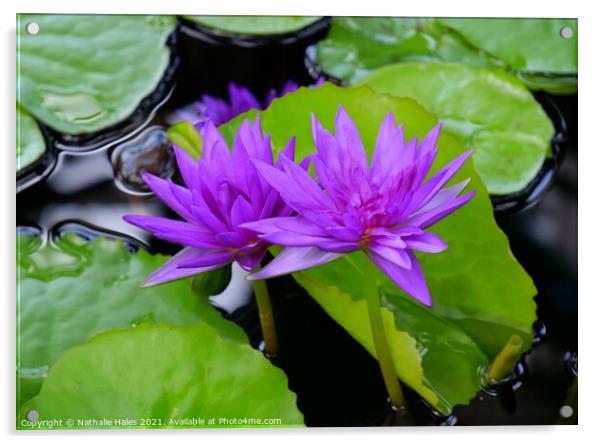 Purple Lotus Flowers Acrylic by Nathalie Hales