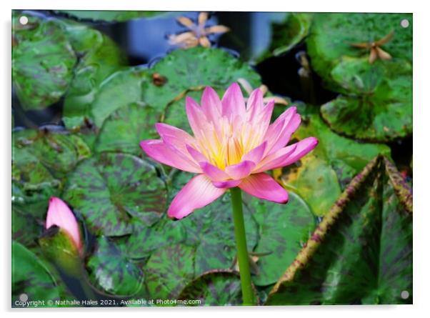 Pink Lotus Flower Acrylic by Nathalie Hales