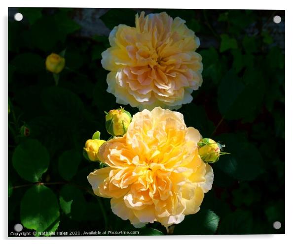 Yellow Rose Bush Acrylic by Nathalie Hales